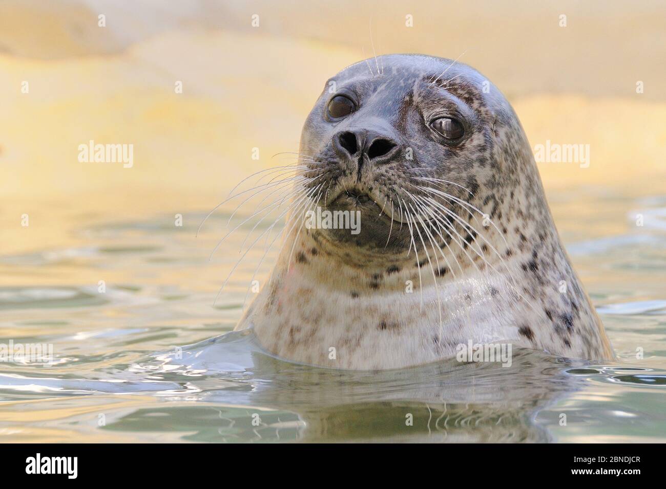 Resonar Exclusivo lotería Adult female Common / Harbour seal (Phoca vitulina) 'Sija' spy-hopping in a  pool where she is a long-term resident, Cornish Seal Sanctuary, Gweek, Cor  Stock Photo - Alamy