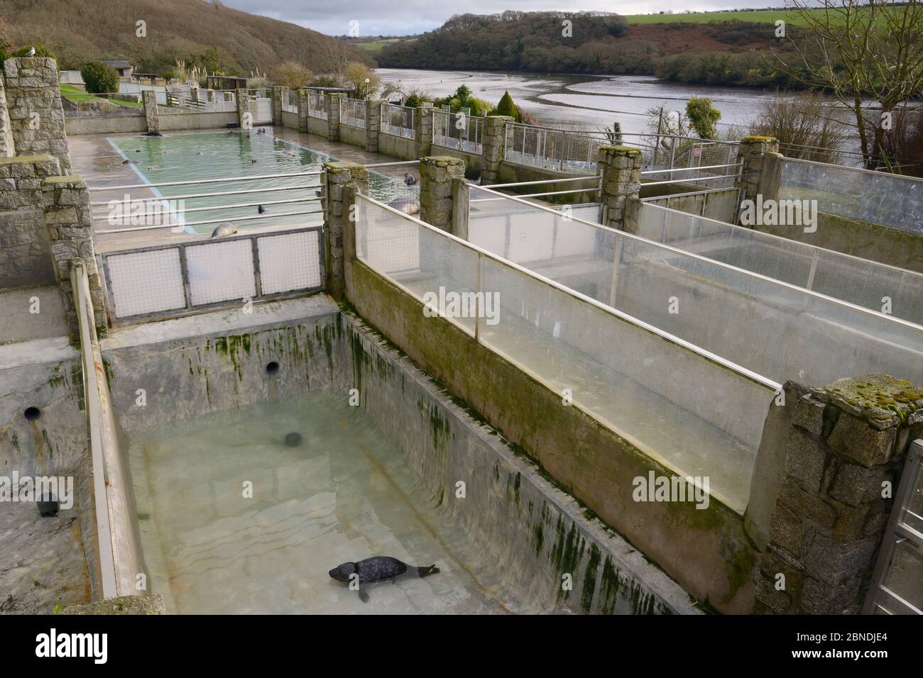 Nursery and convalescence pools for rescued Grey seals (Halichoerus ...