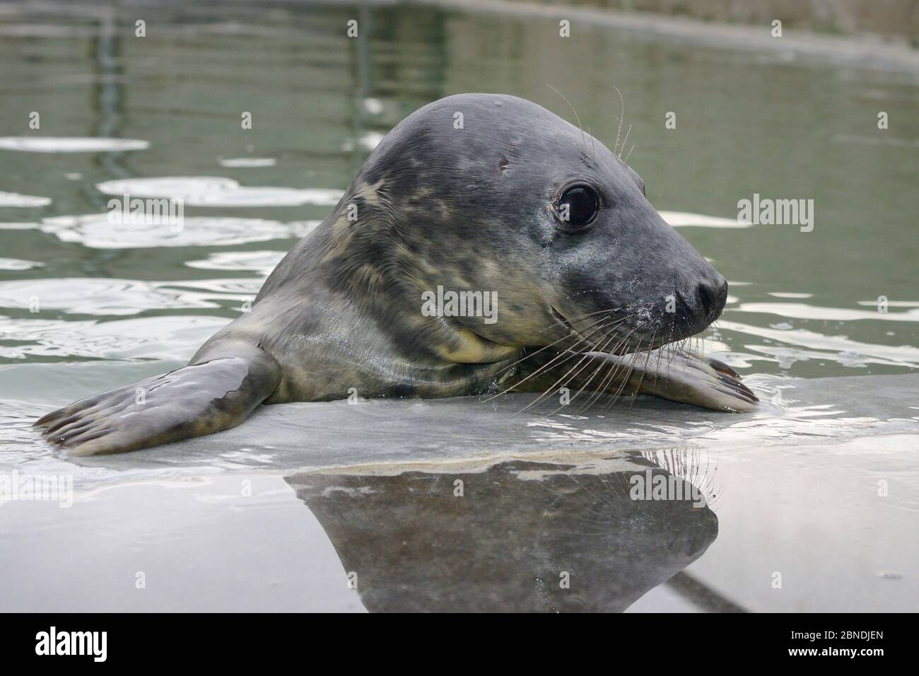 Rescued Grey seal pup (Halichoerus grypus) in an isolated nursery pool where it will be kept until strong enough to join other pups and then be releas Stock Photo