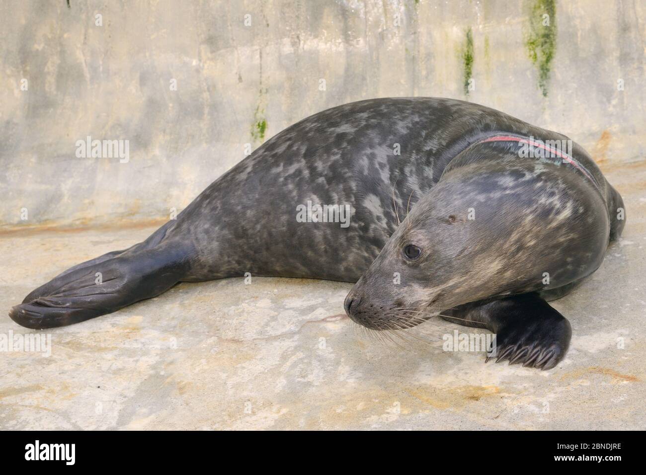 Seal fishing net hi-res stock photography and images - Page 2 - Alamy