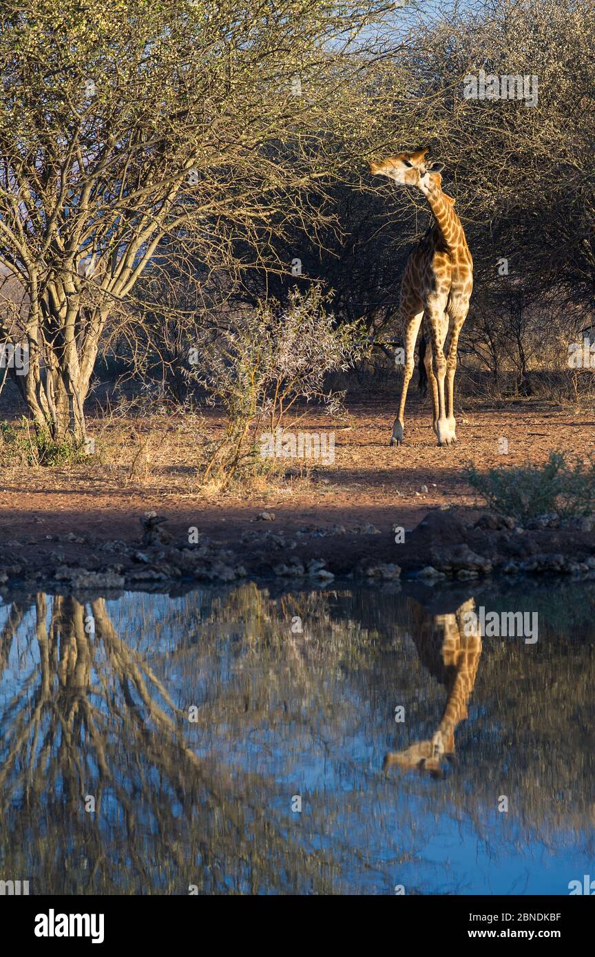 Giraffe (Giraffa camelopardalis) feeding, with reflection in water, Marakele Private Reserve, Waterberg Biosphere Reserve, Limpopo Province, South Afr Stock Photo
