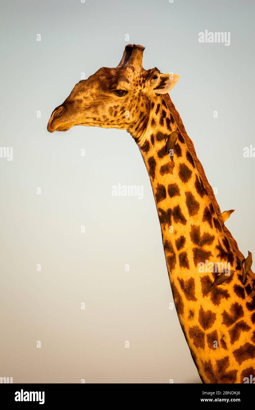 Rhodesian / Thornicroft giraffe (Giraffa camelopardalis thornicrofti) portrait, with Red-billed oxpeckers (Buphagus erythrorhynchus) on neck, South Lu Stock Photo