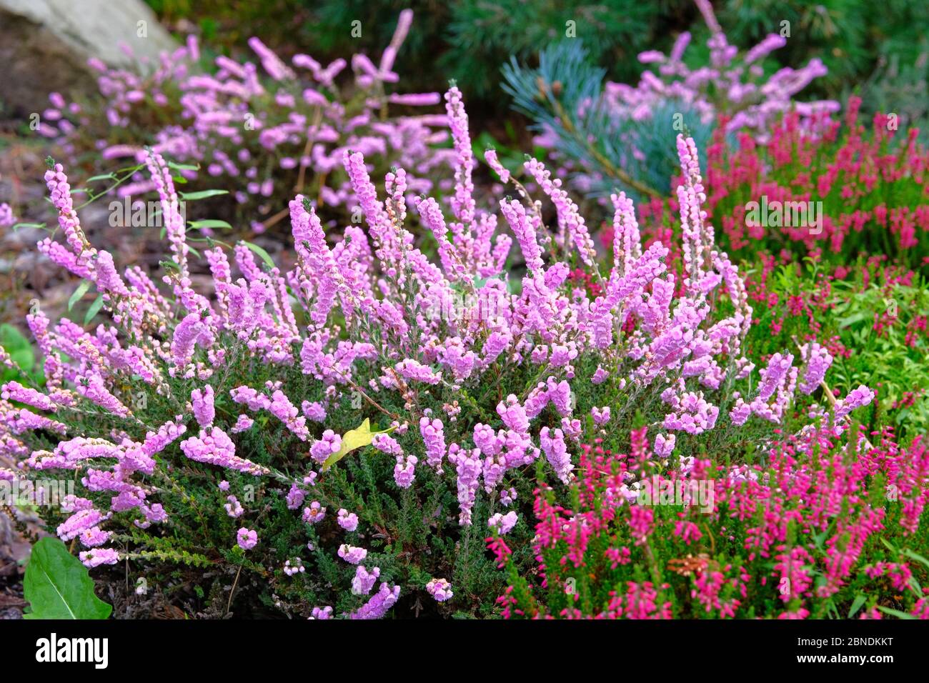 Purple pink common heather (Calluna vulgaris). Landscape plant heather. Nature floral background. Stock Photo