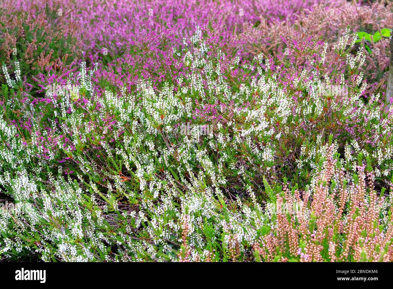 White heather flowers on meadow on sunny day, close-up. Nature blooming background. Calluna vulgaris. Stock Photo