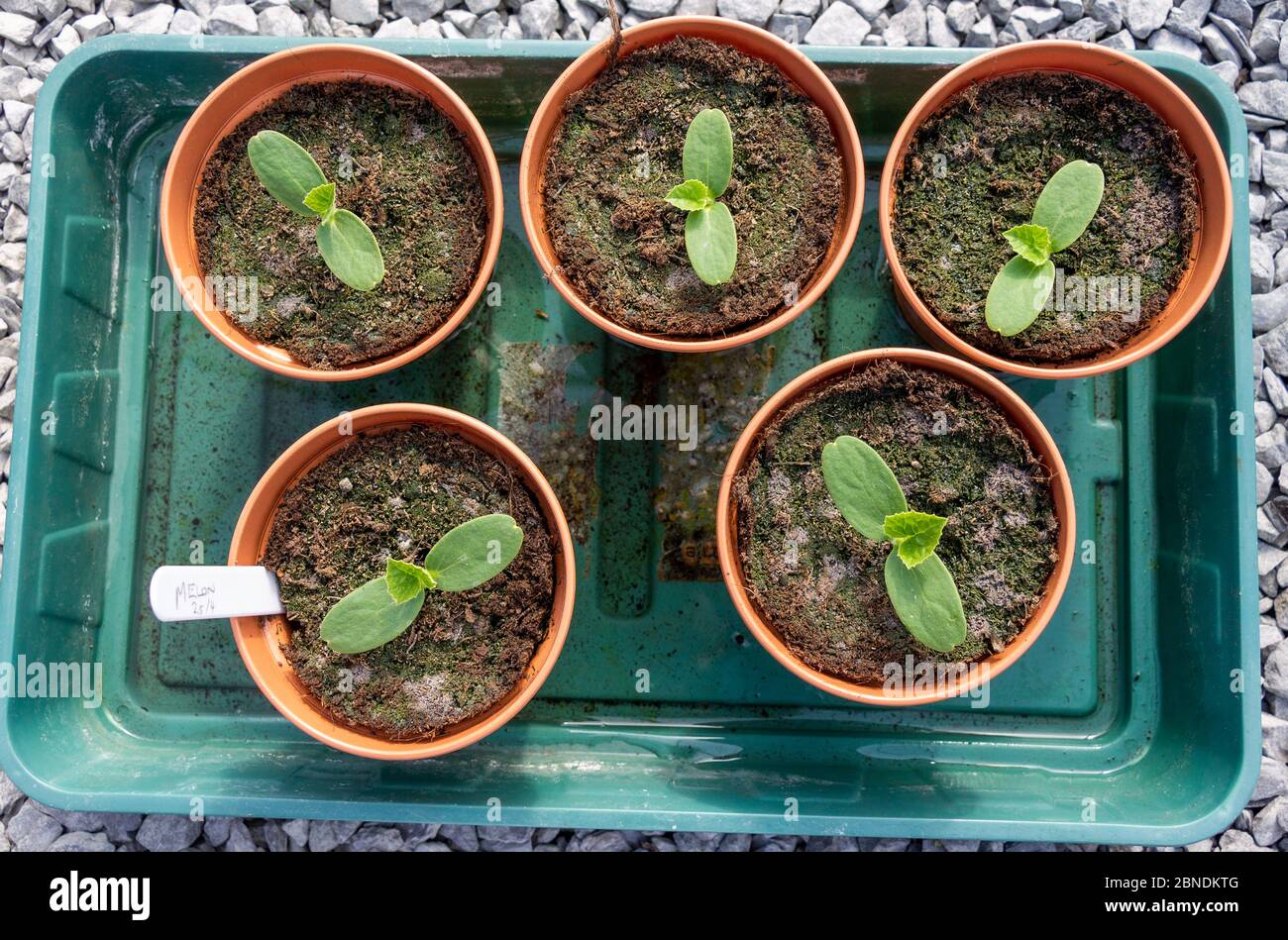 Melon seedlings in 4' inch pots Stock Photo