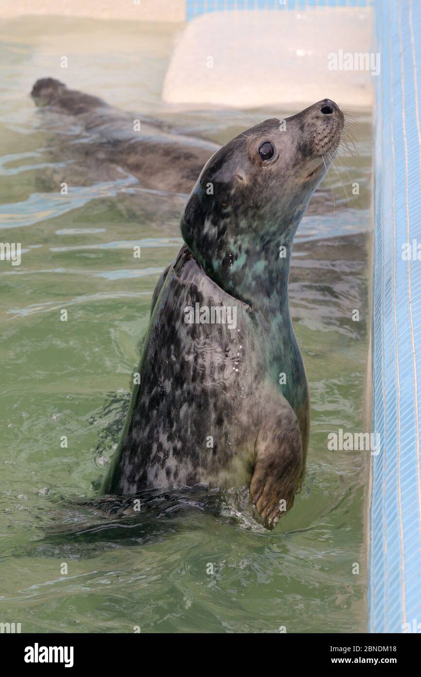 Rescued Grey seal pup (Halichoerus grypus) 'Iron man' with severe injuries from entanglement in a fishing net, gradually healing in a convalescence po Stock Photo