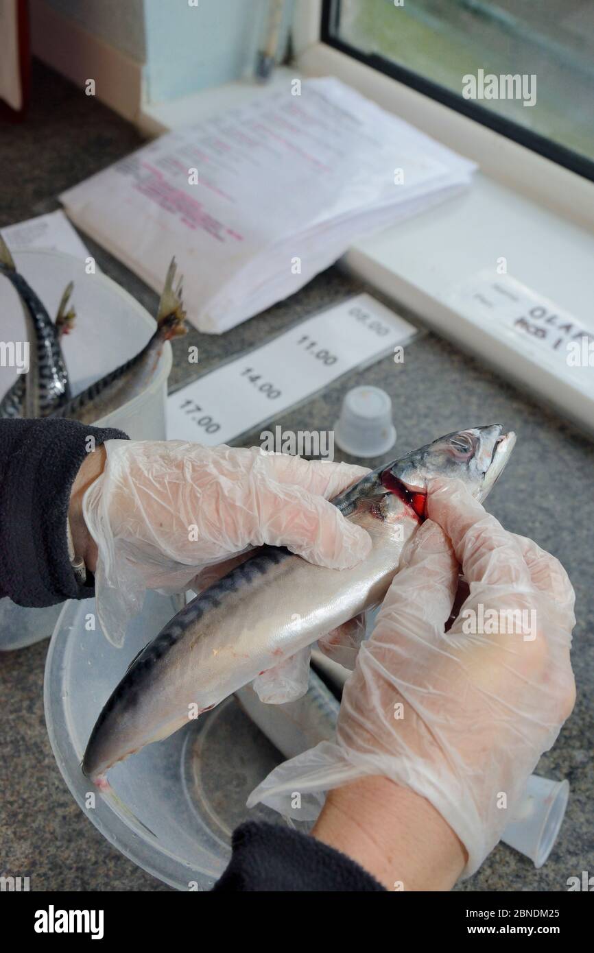 Keeper placing pills into line-caught Mackerel (Scomber scombrus) about to be fed to Grey seals (Halichoerus grypus) in Cornish Seal Sanctuary hospita Stock Photo