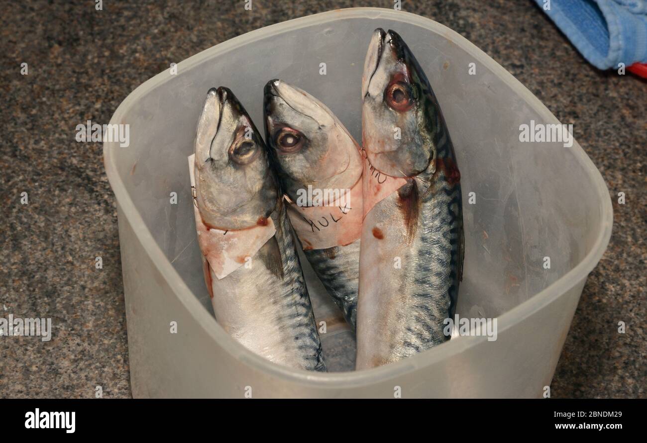 Line-caught Mackerel (Scomber scombrus) about to be fed to Grey seals (Halichoerus grypus) and Sealions with medicine inside Cornish Seal Sanctuary, G Stock Photo