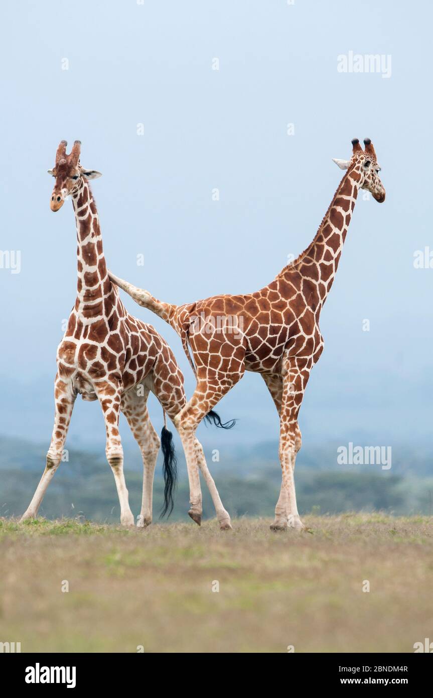 Reticulated Giraffes (Giraffa camelopardalis reticulata) pair stand together. Laikipia, Kenya. Stock Photo