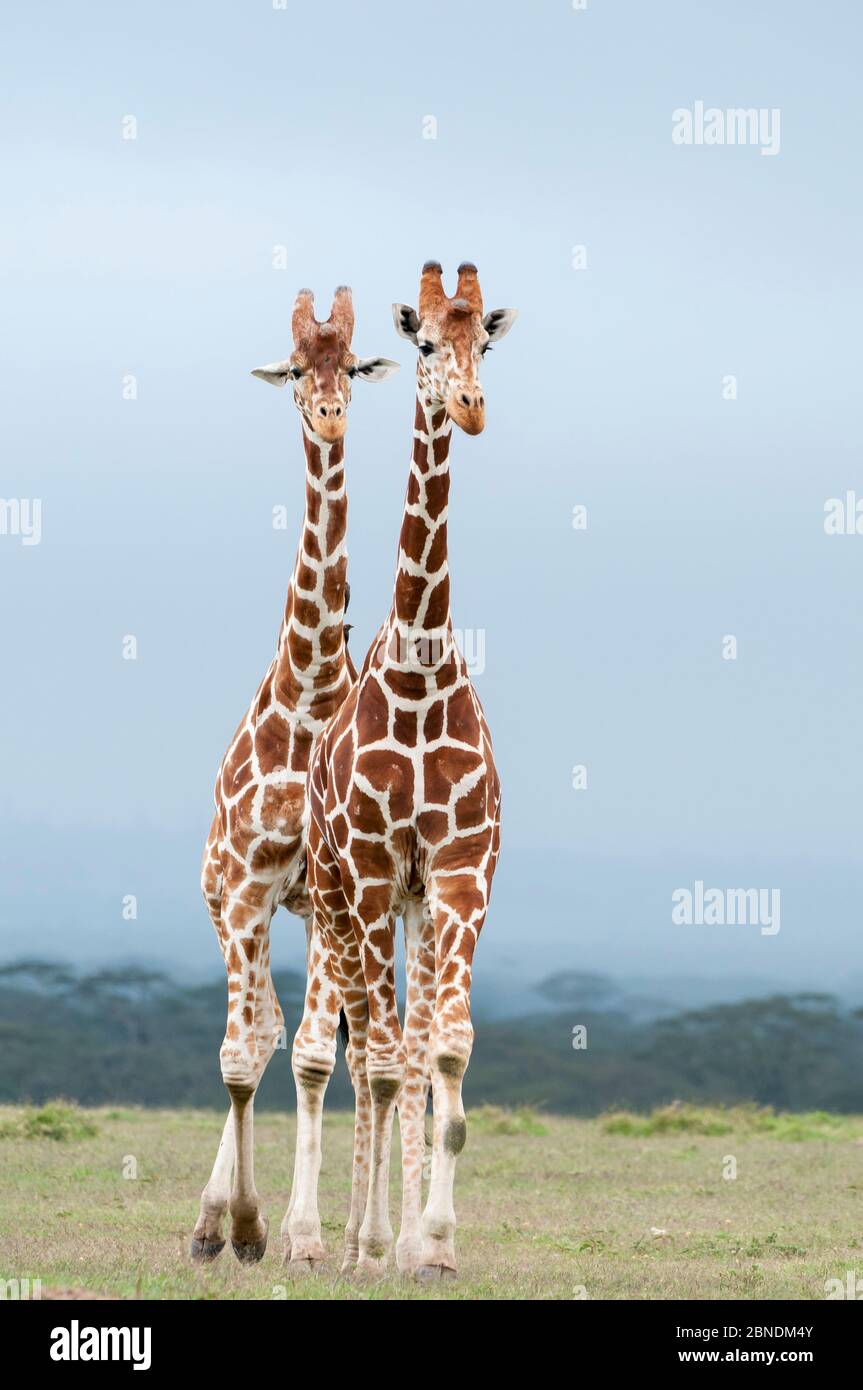 Reticulated Giraffe (Giraffa camelopardalis reticulata) pair stand together. Laikipia, Kenya. September. Stock Photo