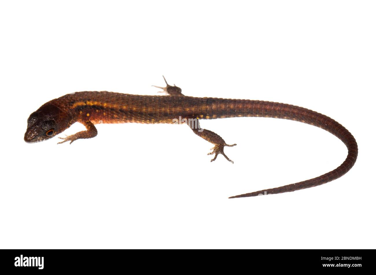 Lizard (Leposoma guianense) Grand Matoury, French Guiana. Meetyourneighbours.net project Stock Photo