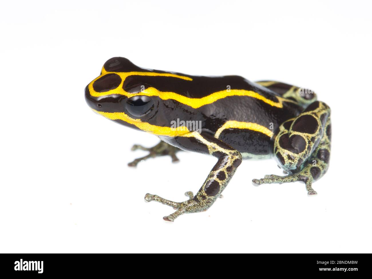 Reticulated poison frog (Ranitomeya ventrimaculata) Kaw Mountains, French Guiana. Meetyourneighbours.net project Stock Photo