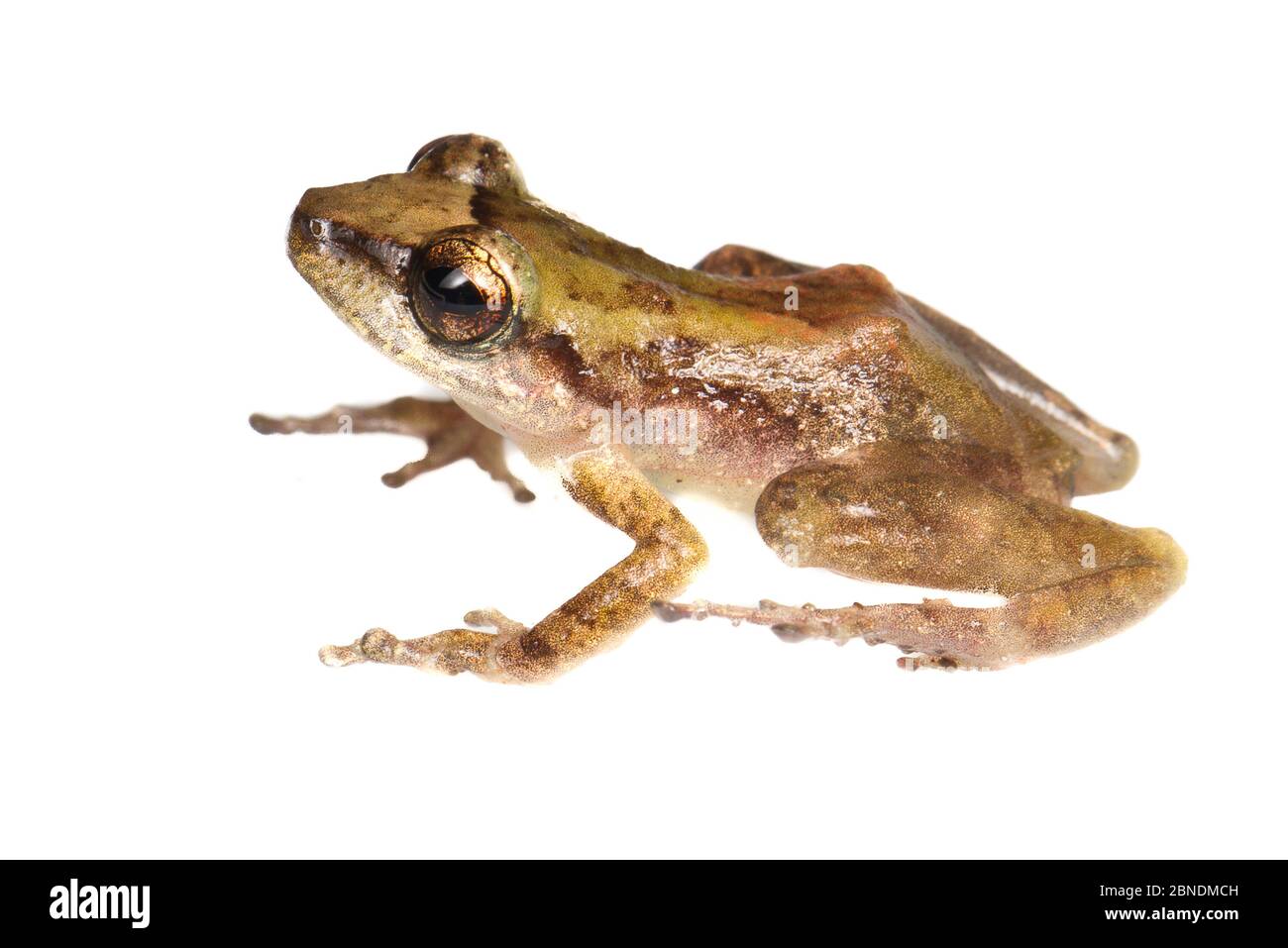 Frog (Pristimantis) Kaw Mountains, French Guiana  Meetyourneighbours.net project Stock Photo