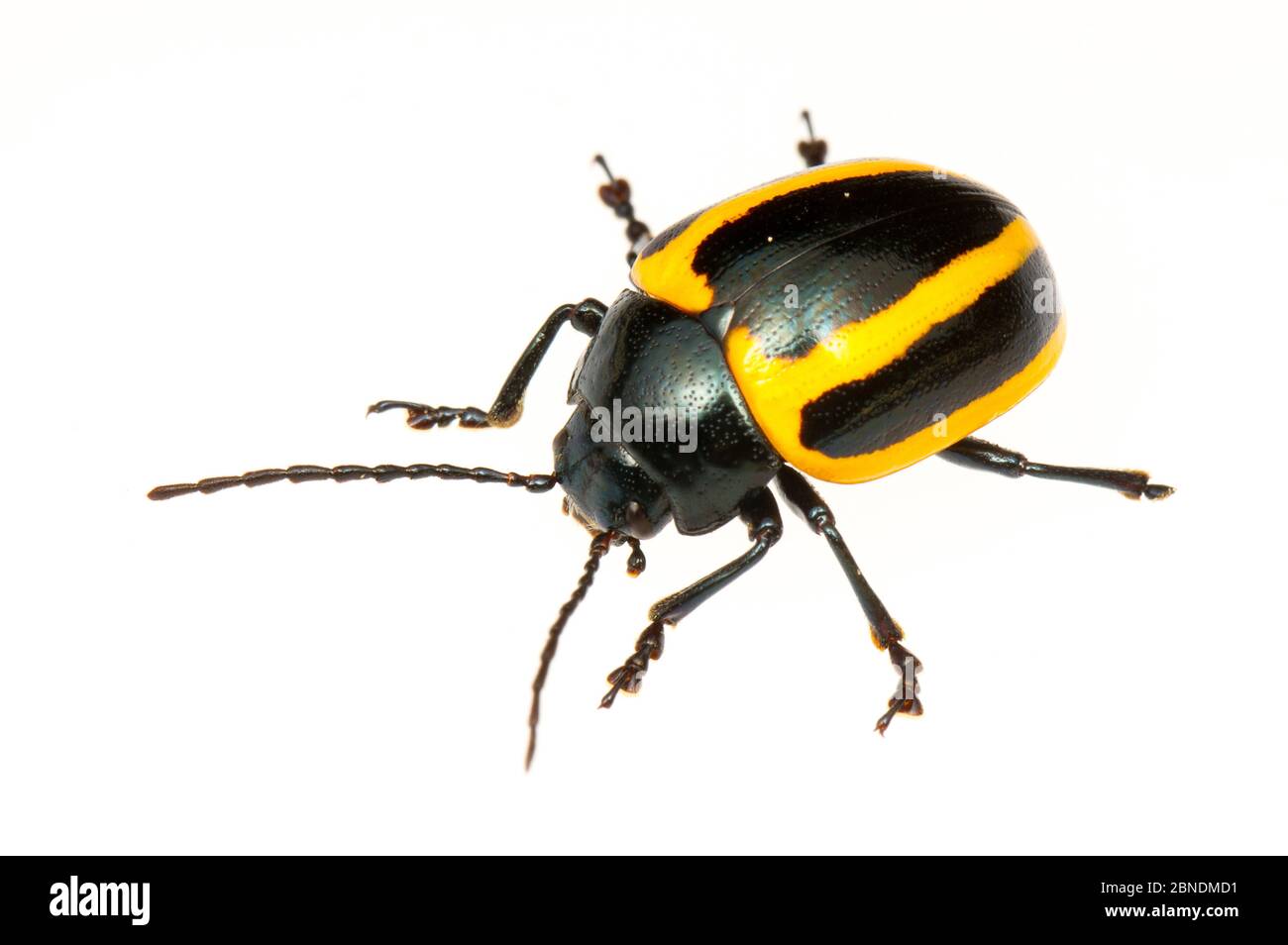 Leaf beetle (Chrysomelidae) Kaw Mountains, French Guiana. Meetyourneighbours.net project Stock Photo