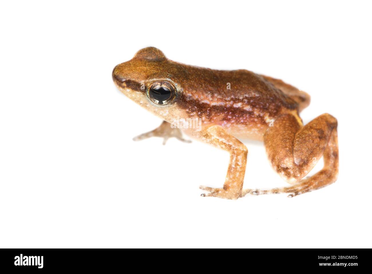 Frog (Anomaloglossus baeobatrachus) Grand Matoury, French Guiana  Meetyourneighbours.net project Stock Photo