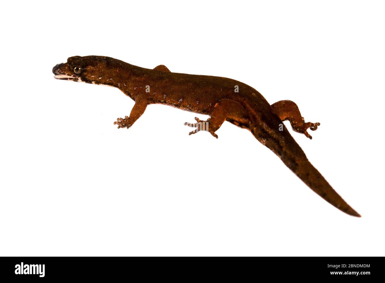 Amazon pigmy gecko (Pseudogonatodes guianensis) San Jose de Payamino, Ecuador, June.  Meetyourneighbours.net project Stock Photo