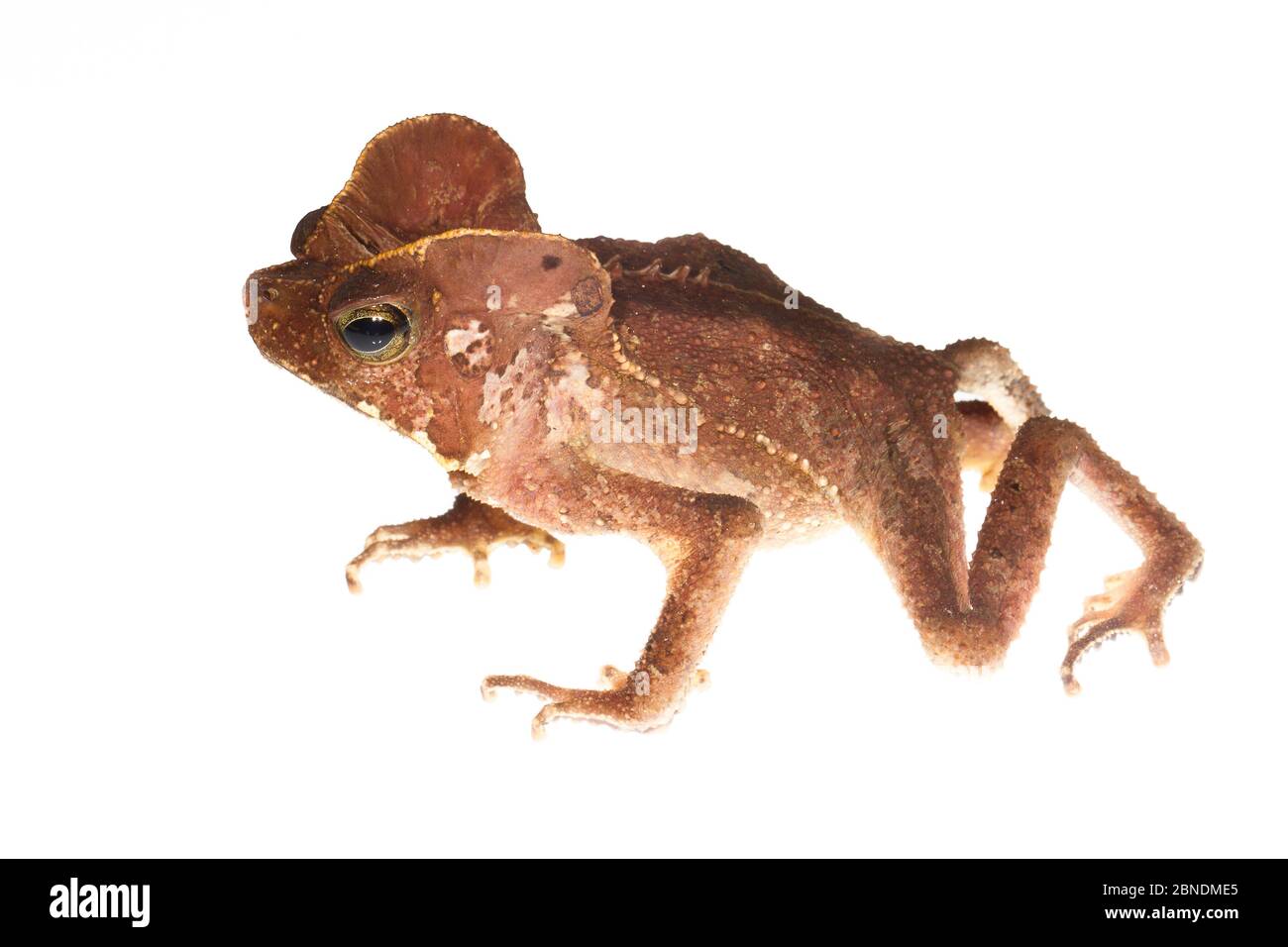 South American common toad (Rhinella margaritifera) Kaw Mountains, French Guiana, August. Meetyourneighbours.net project Stock Photo