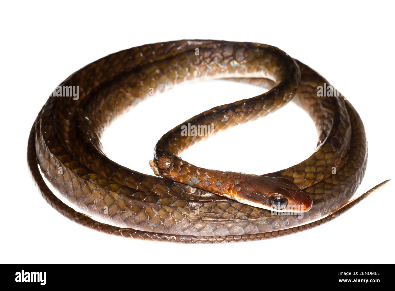 Olive Whipsnake (Chironius fuscus) coiled, Mahury, French Guiana  Meetyourneighbours.net project Stock Photo