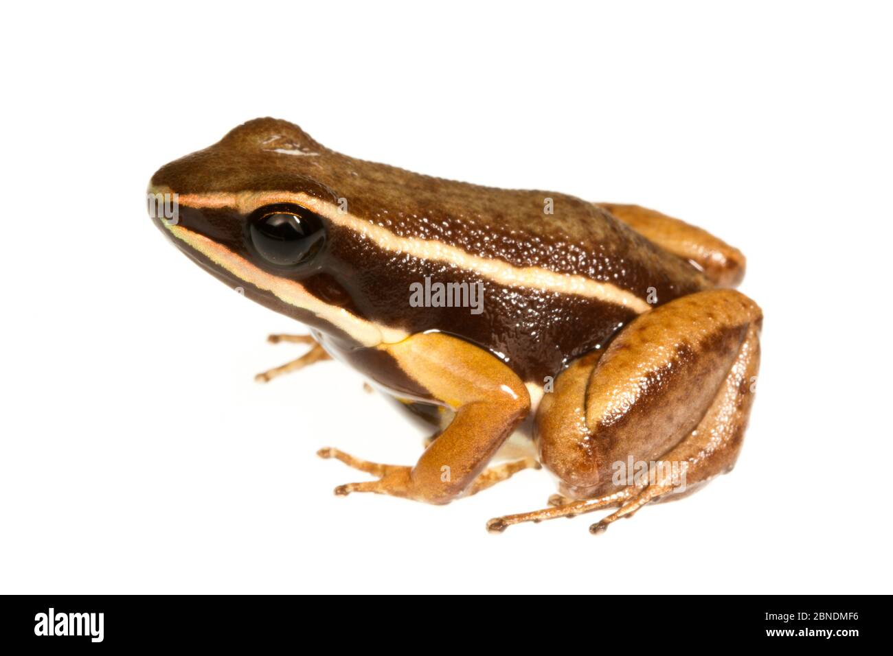 Brilliant-thighed poison frog (Allobates femoralis) Kaw Mountains, French Guiana  Meetyourneighbours.net project Stock Photo