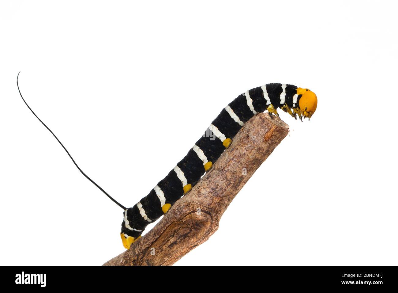 Sphinx moth caterpillar (Sphingidae) the Mahury, French Guiana, USA, August. Meetyourneighbours.net project Stock Photo