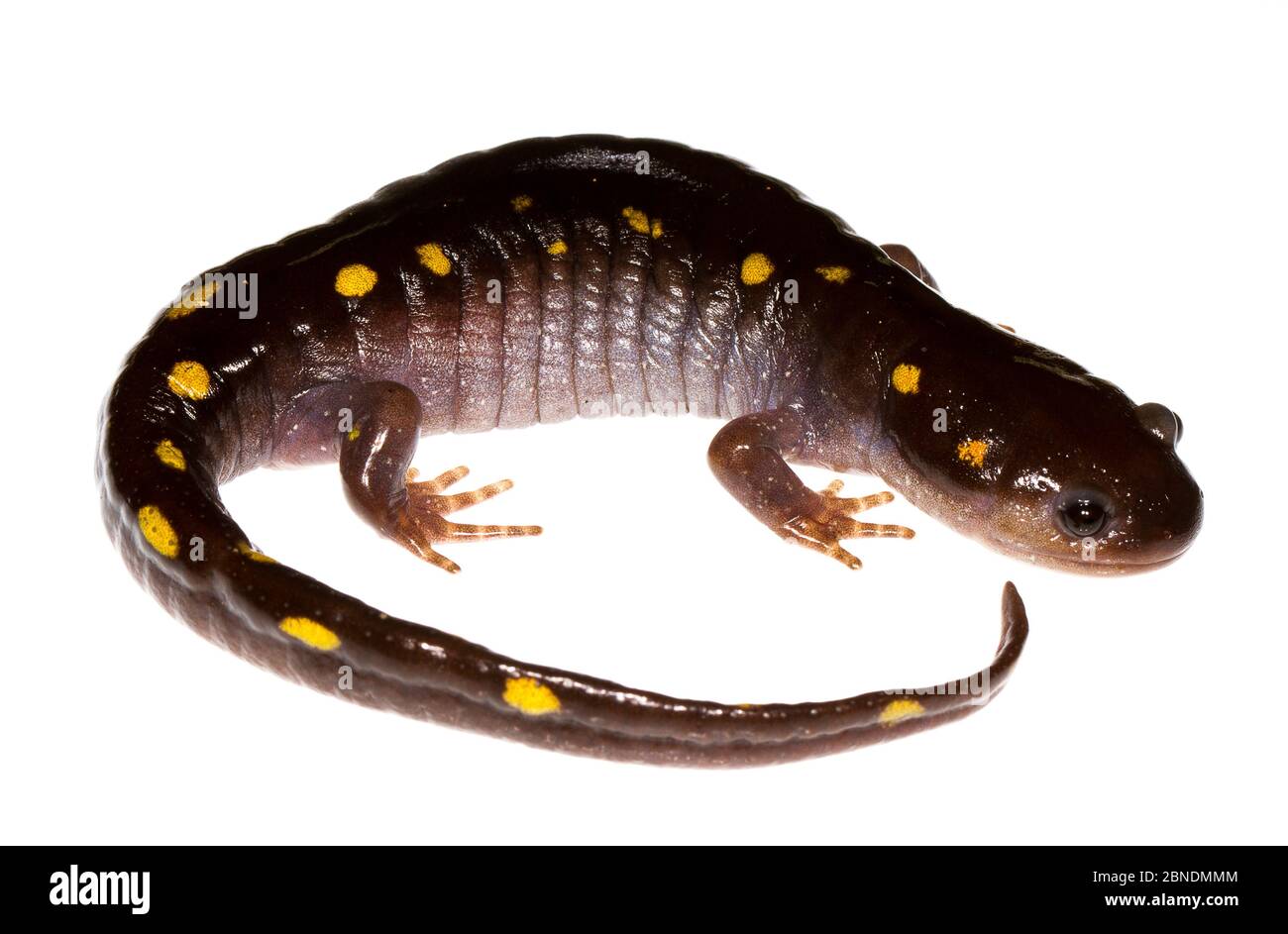 Spotted salamander (Ambystoma maculatum) Oxford, Mississippi, USA, March. Meetyourneighbours.net project Stock Photo