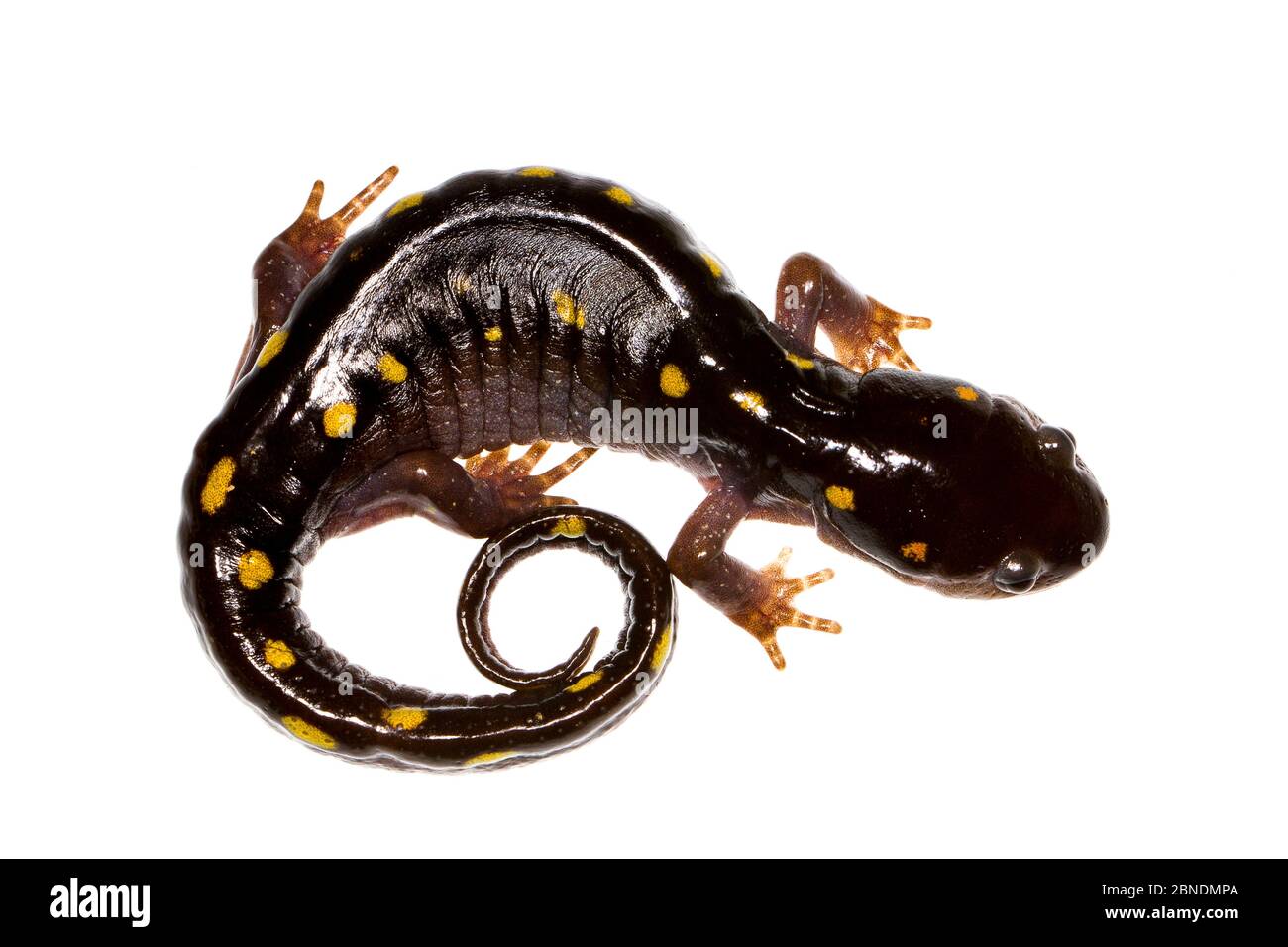 Spotted salamander (Ambystoma maculatum) Oxford, Mississippi, USA, March. Meetyourneighbours.net project Stock Photo