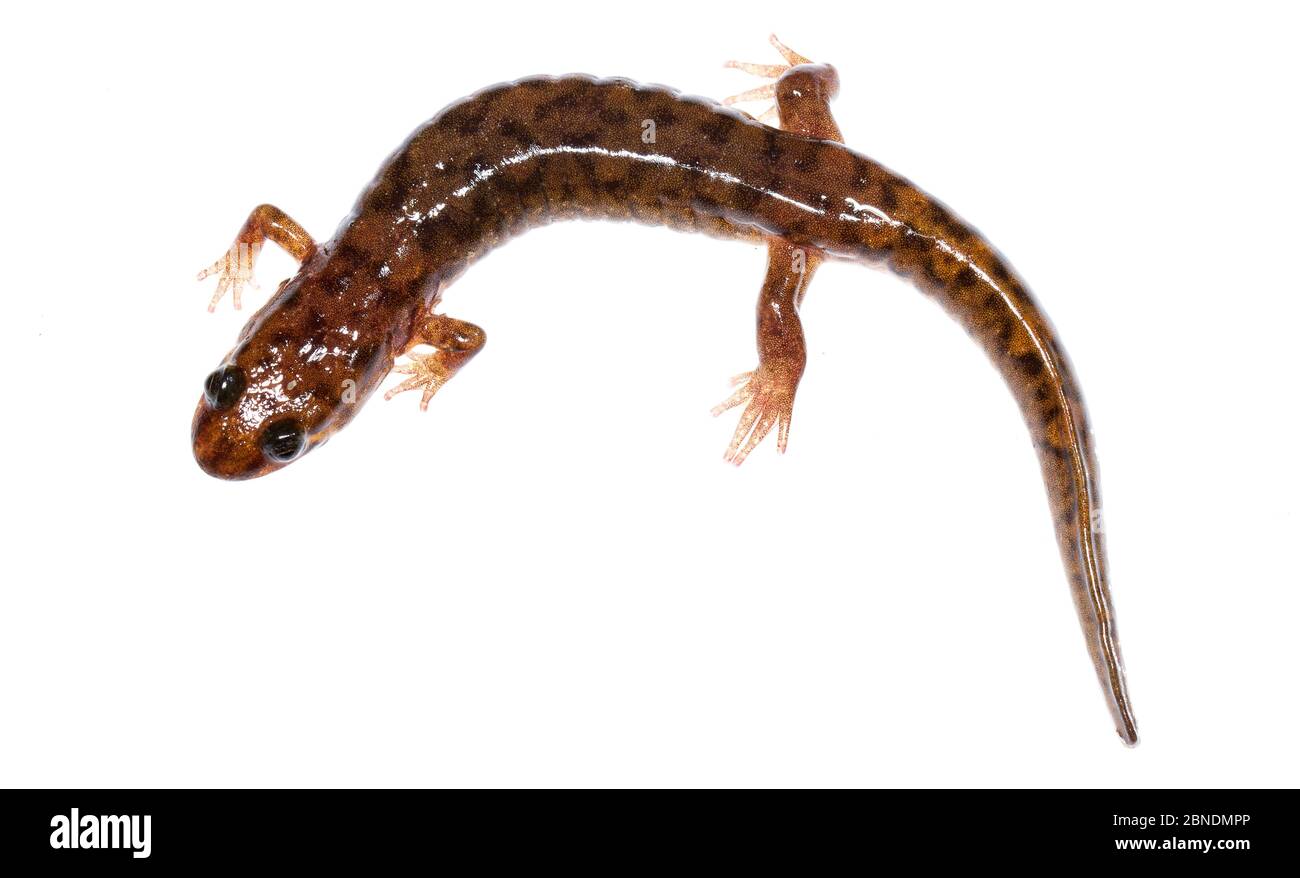 Seal salamander (Desmognathus monticola) Buffalo Mountain, Tennessee, USA, March. Meetyourneighbours.net project Stock Photo