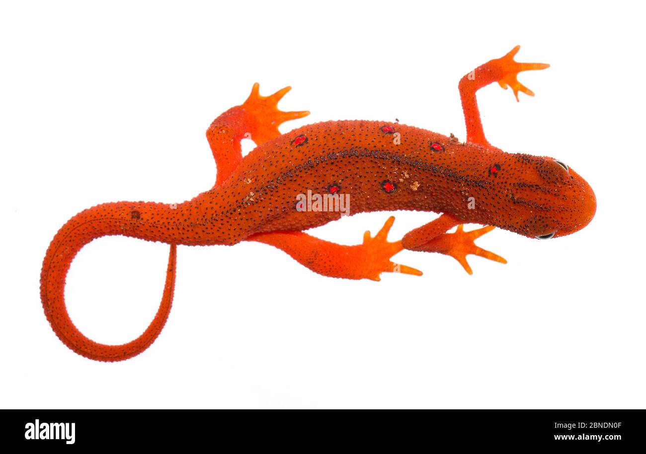 Terrestrial red eft stage of the Eastern Newt (Notophthalmus viridescens) Clark's Creek, Tennessee, USA, May. Meetyourneighbours.net project Stock Photo