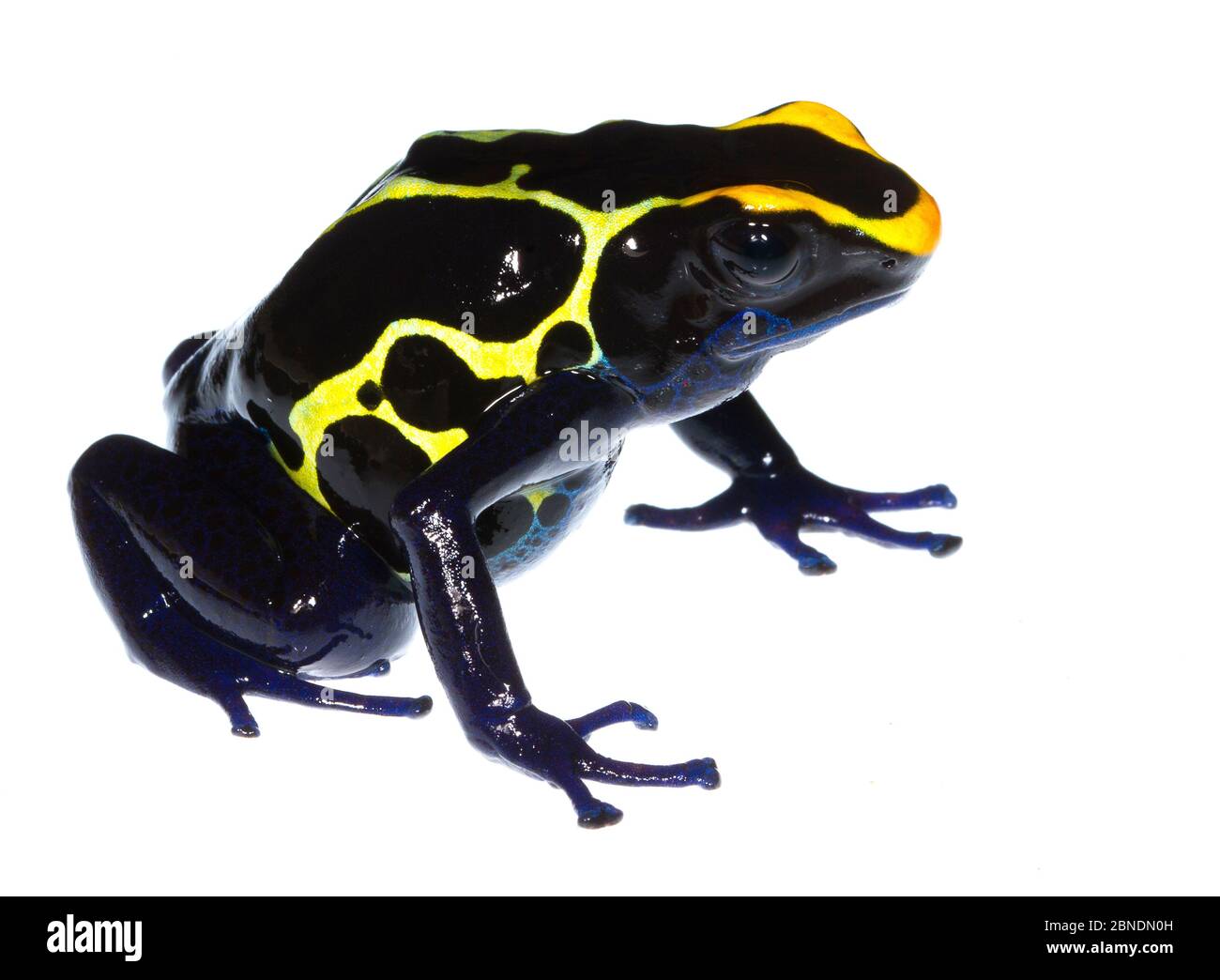 Dyeing poison frog (Dendrobates tinctorius) captive, occurs in Guyana, Suriname, Brazil, and French Guiana. Meetyourneighbours.net project Stock Photo