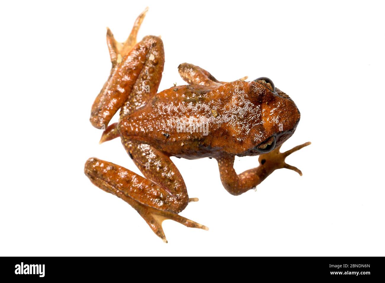 Coastal tailed frog (Ascaphus truei) Jedediah Smith State Park