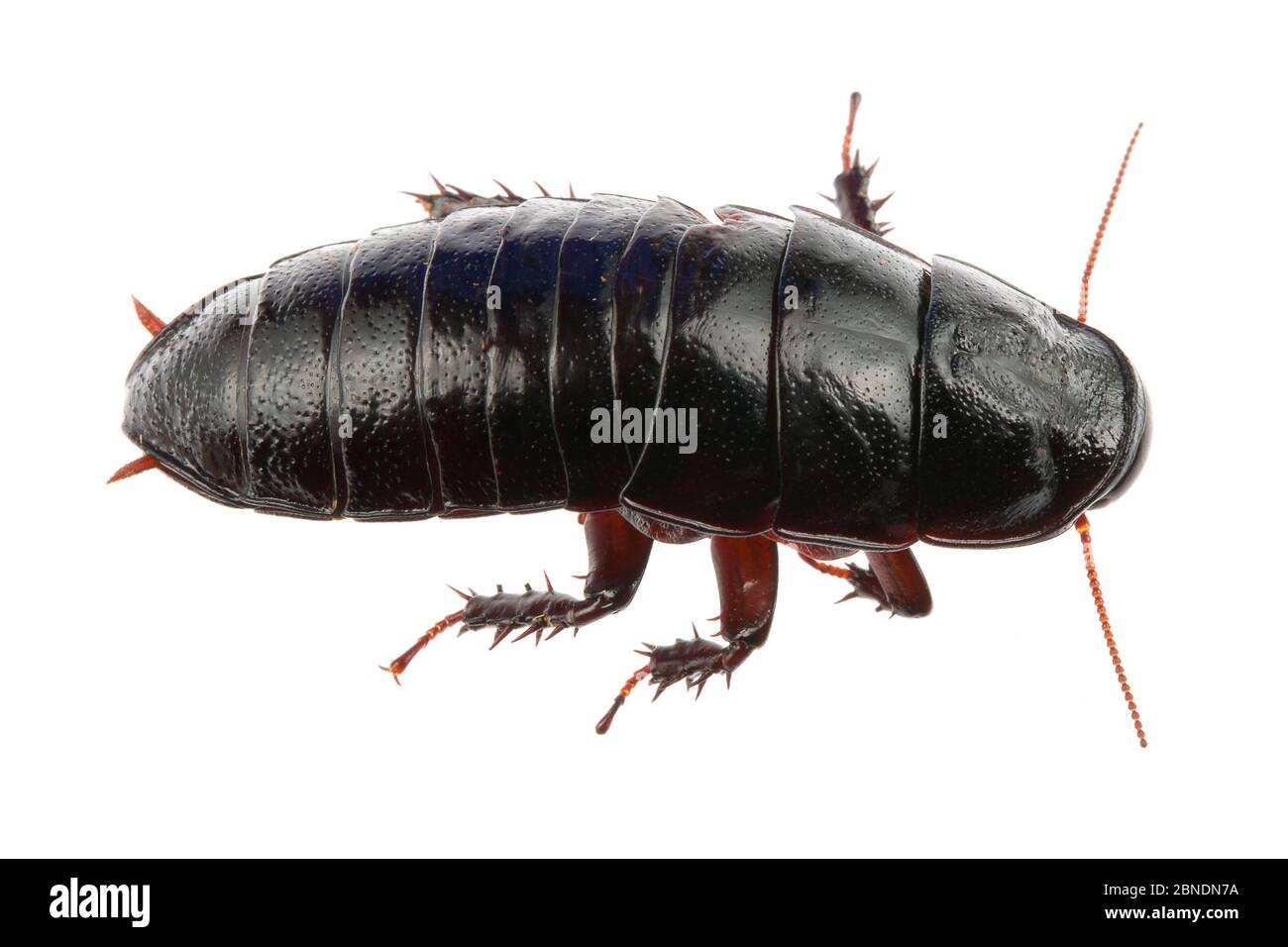 Eating cockroach hires stock photography and images Alamy
