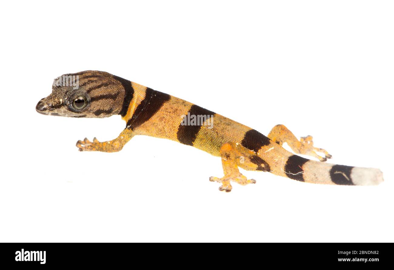 Juvenile Caribbean least gecko (Sphaerodactylus homolepis) Isla Colon, Panama. Meetyourneighbours.net project Stock Photo