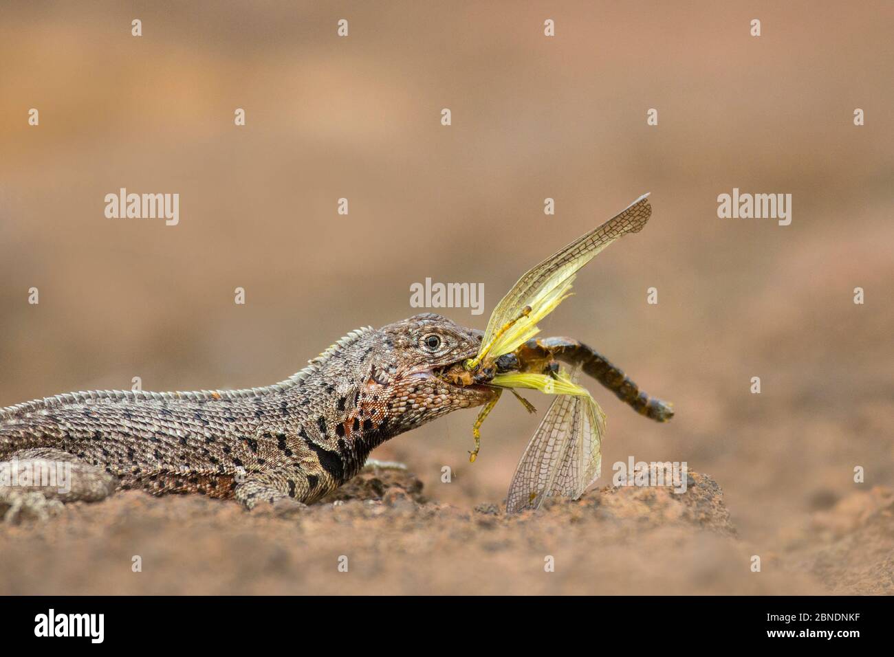 Locust Lizard Locust Galapagos High Resolution Stock Photography and Images - Alamy