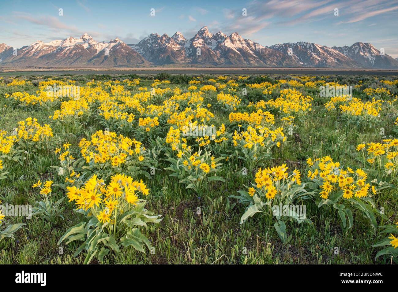 Arrowleaf balsmroot (Balsamorhiza sagittata) blooming with the Greand Tetons in the background. Grand Teton National Park, Wyoming, USA, June. Stock Photo