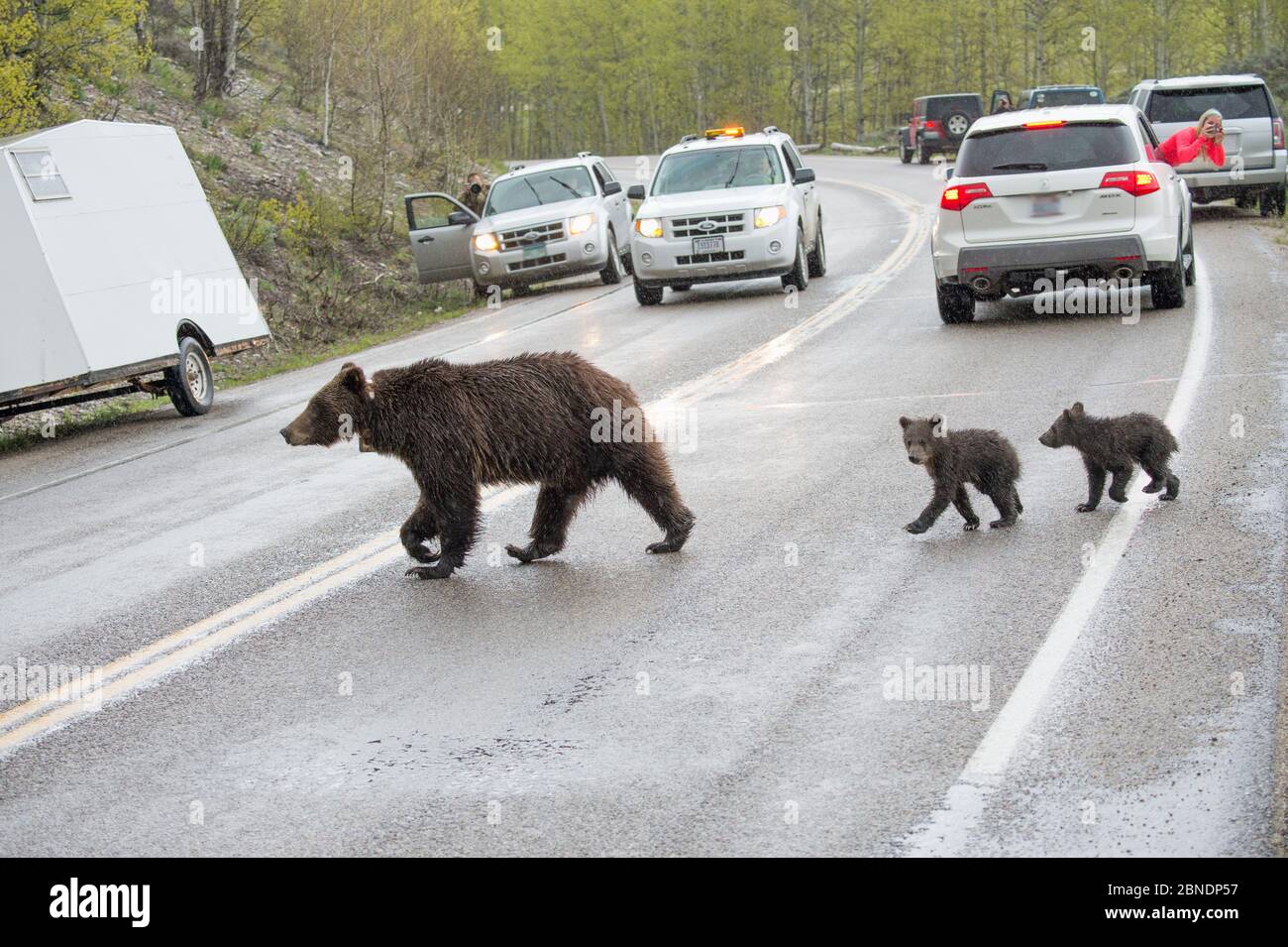 Grizzly bear (Ursus arctos horribilis) and her cubs crossing the road ...