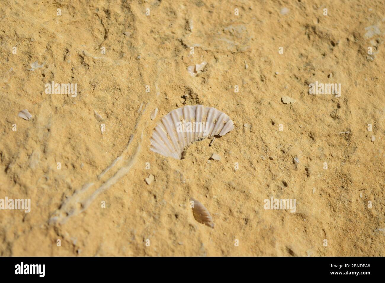 White Shell Limestone White shell limestone rock hi-res stock photography and images - Alamy