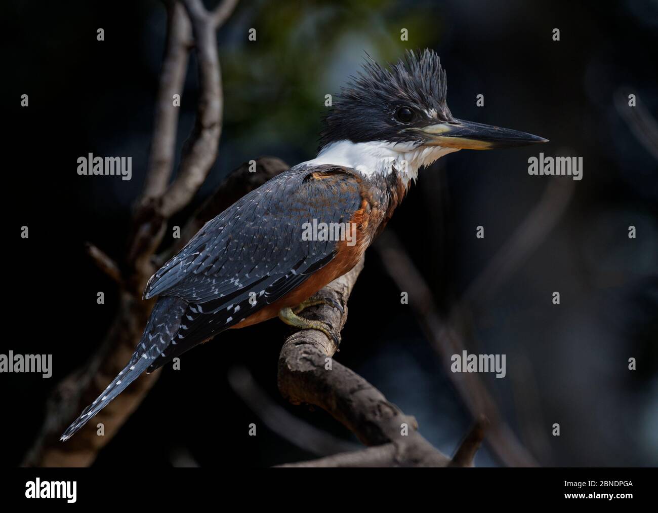 Ringed kingfisher (Ceryle torquata) female profile, Pantanal, Brazil Stock Photo