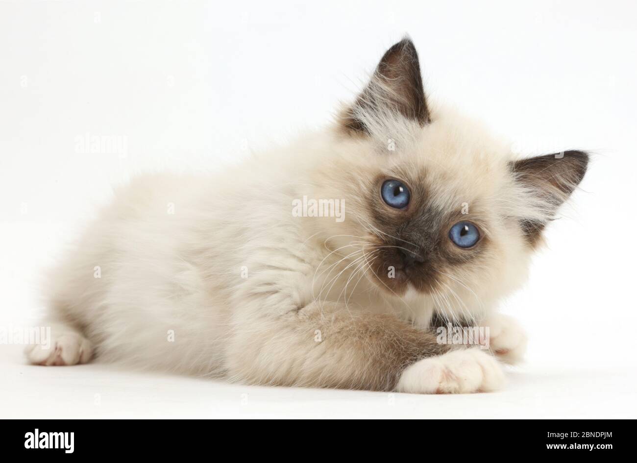 Ragdoll kitten, age 10 weeks Stock Photo - Alamy