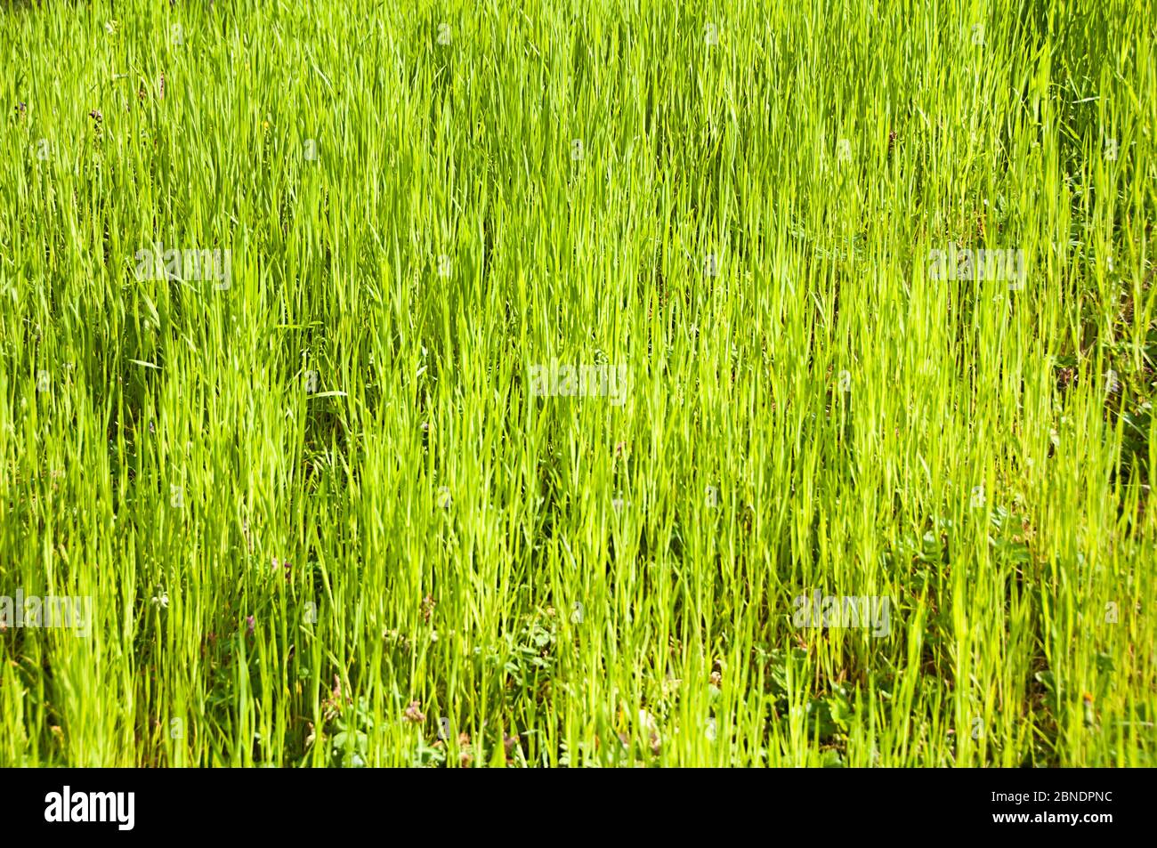 grass blades background Stock Photo