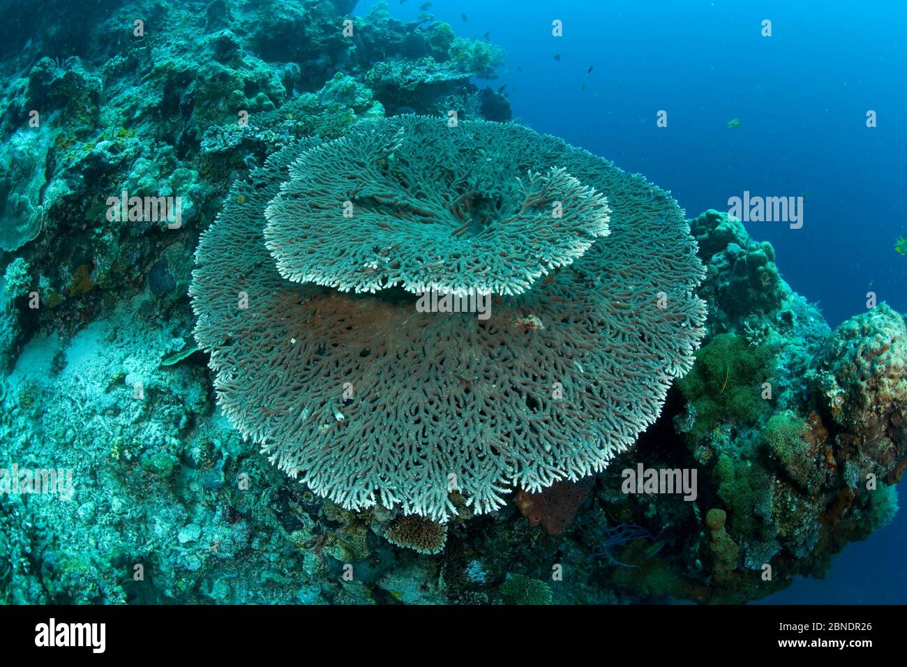 Table hard coral (Acropora hyacinthus) Menjangan Island, Bali Island,  Indonesia, Pacific Ocean Stock Photo - Alamy