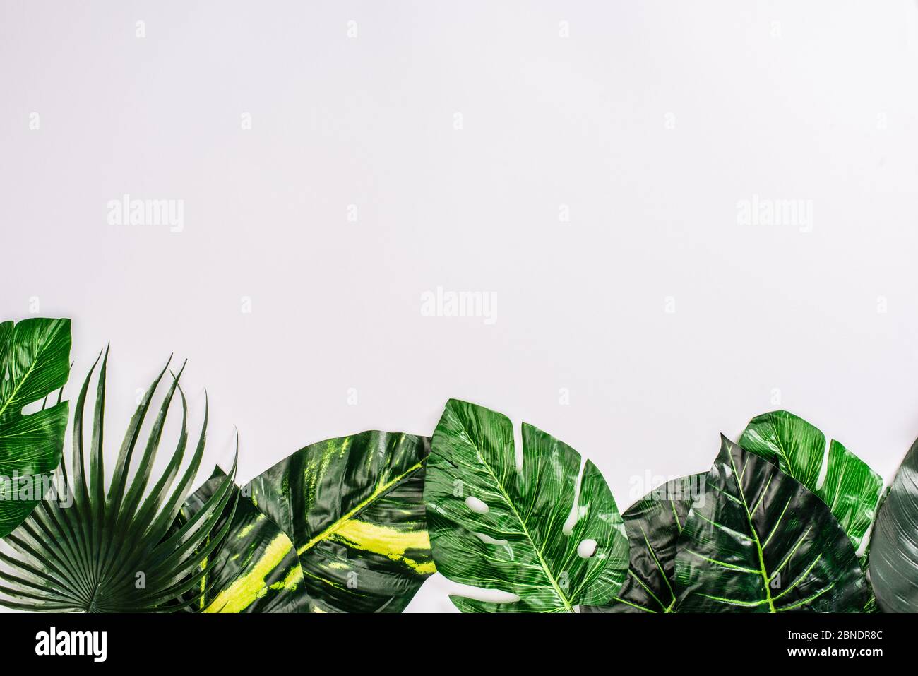 Top view of green leaves of tropical plants on white background Stock ...