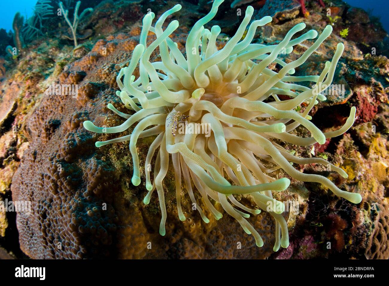 Palaemonella yucatanica hi-res stock photography and images - Alamy