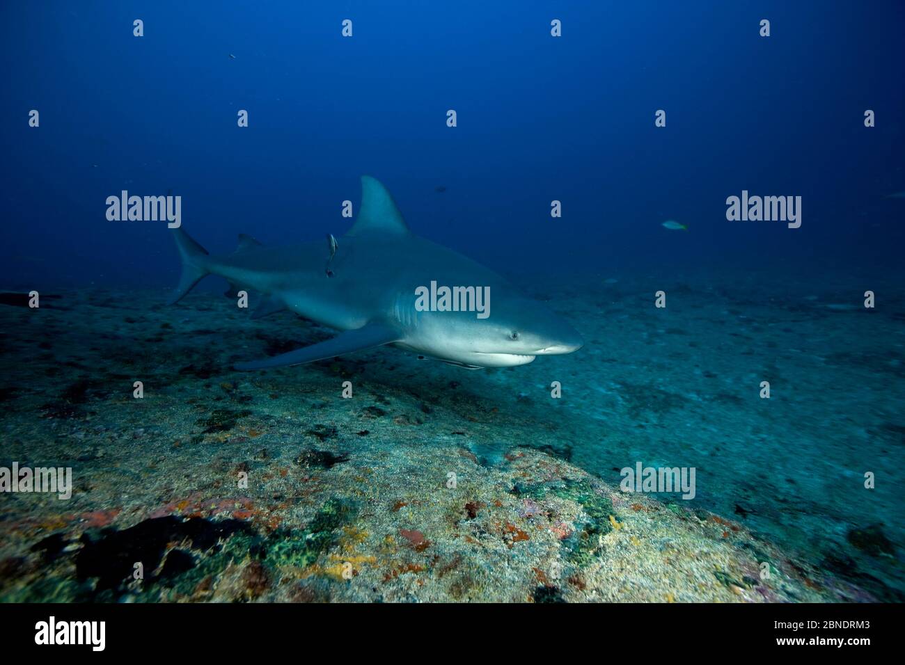 Bull shark (Carcharhinus leucas) Santa Lucia, Camaguey, Cuba, Caribbean Sea, Atlantic Ocean Stock Photo