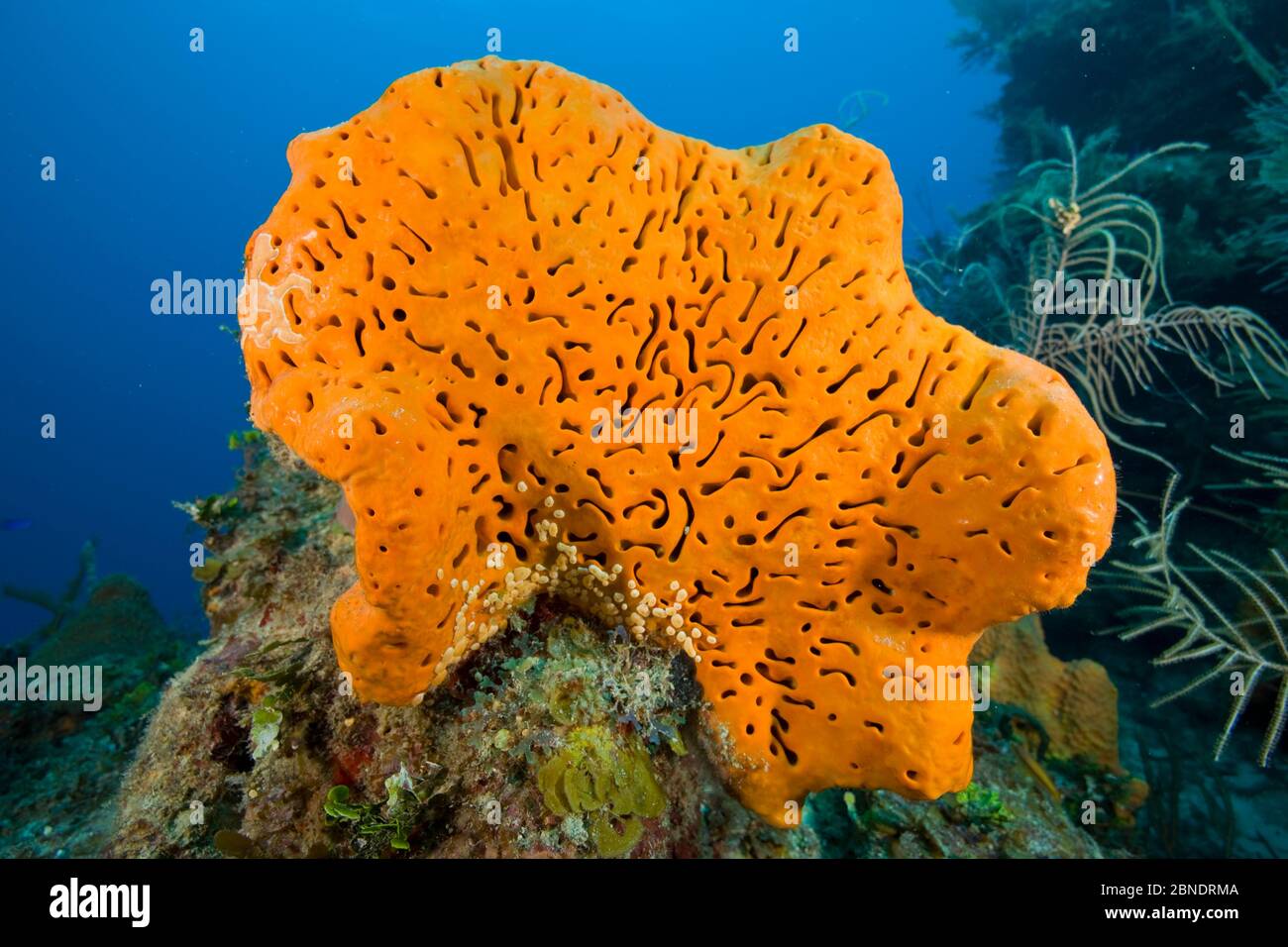 Orange elephant ear sponge (Agelas clathrodes) Santa Lucia, Camaguey, Cuba, Caribbean Sea, Atlantic Ocean Stock Photo