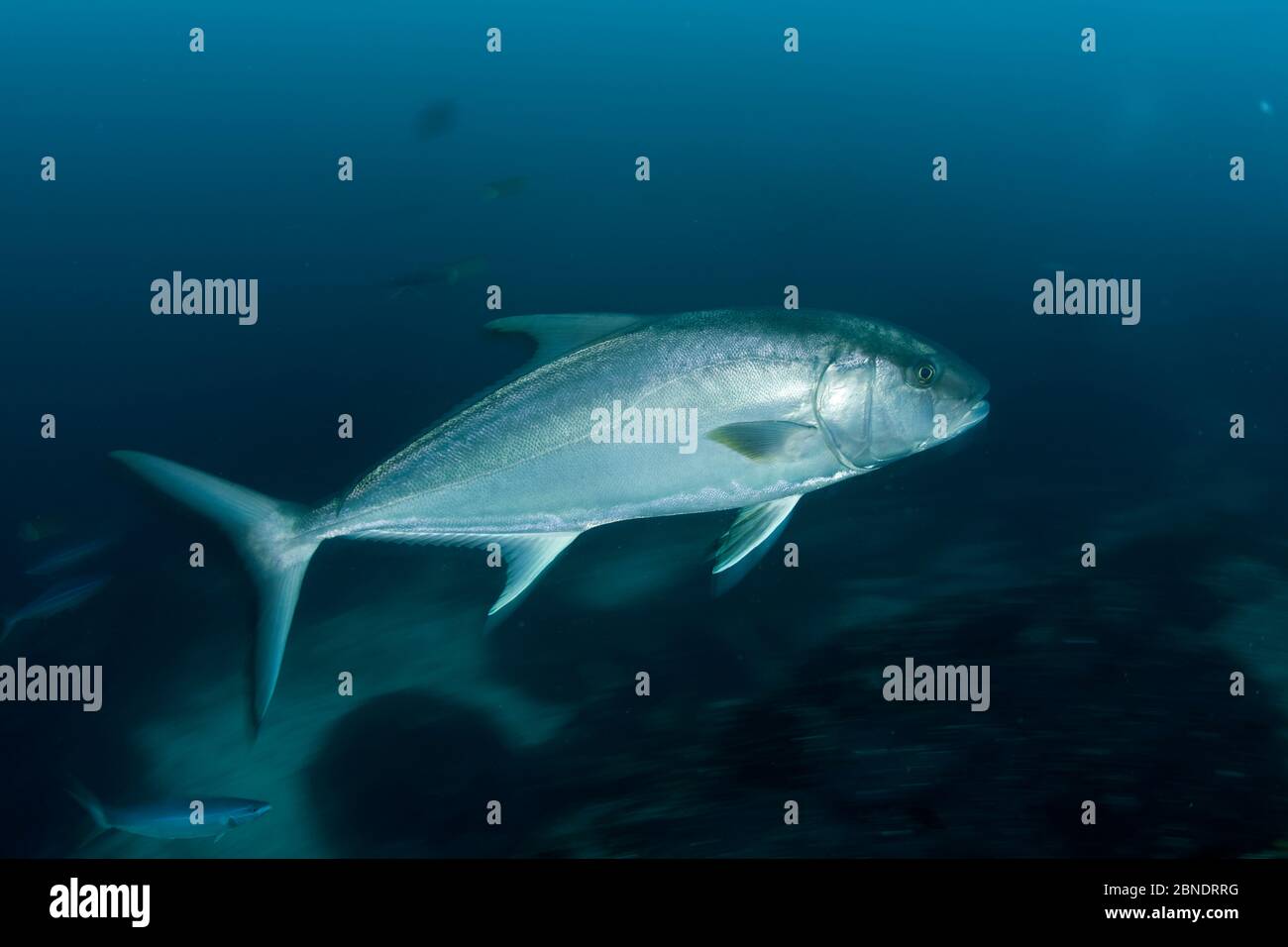 Almaco jack (Seriola rivoliana) Cocos Island National Park,  Costa Rica, East Pacific Ocean Stock Photo