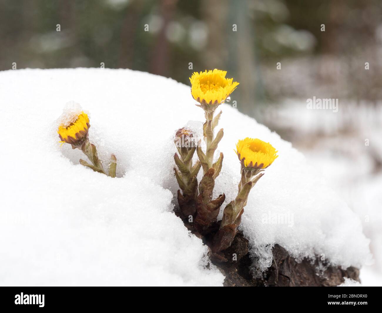Coltsfoot flowers covered by snow in spring Stock Photo
