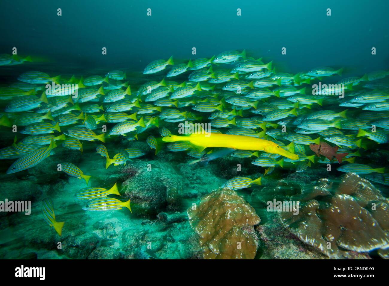 Chinese trumpetfish (Aulostomus chinensis) with shoal of Blue and gold