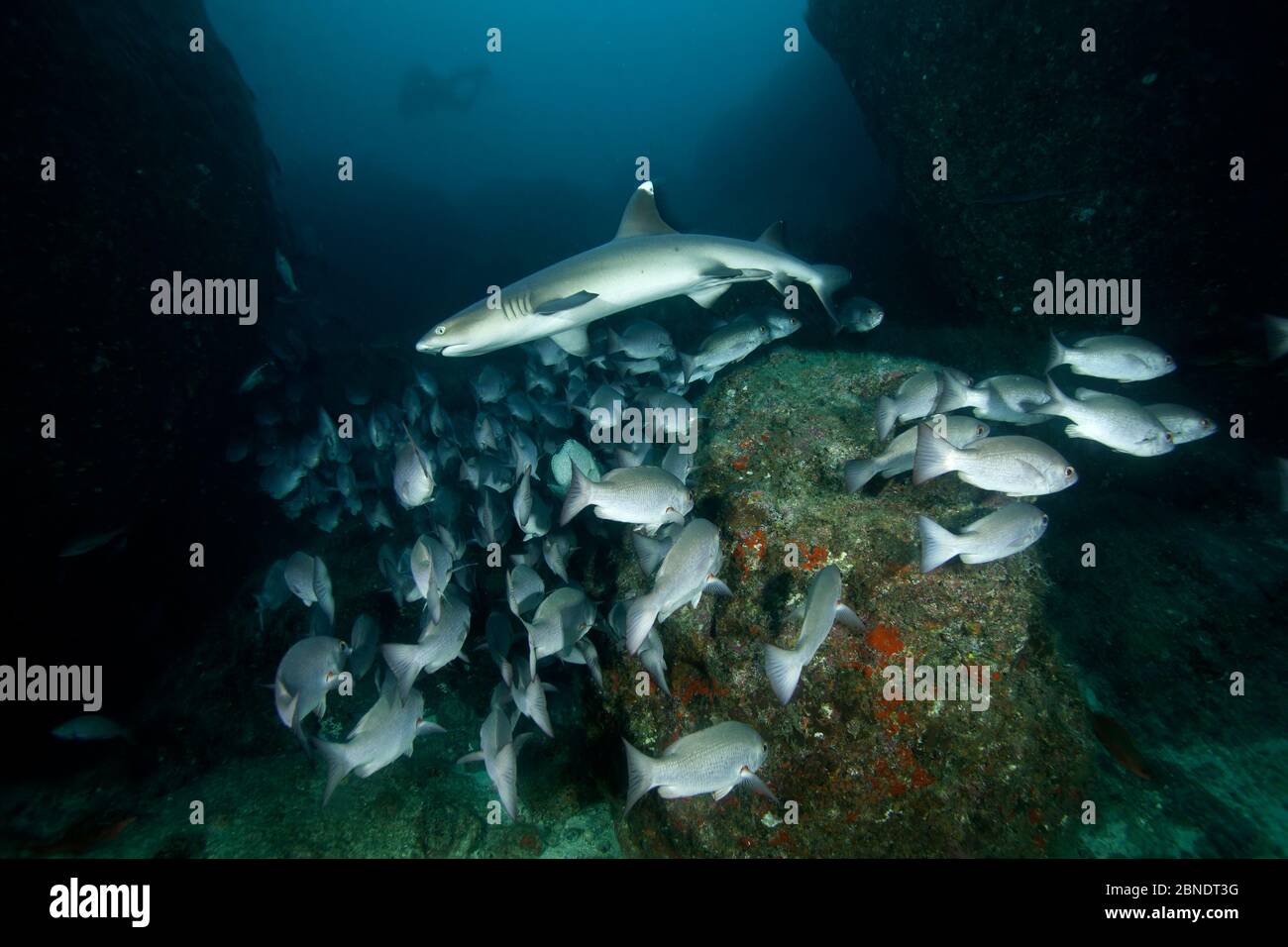 Whitetip reef shark (Triaenodon obesus) and shoal of Whipper snappers (Lutjanus jordani) Cocos Island National Park, Costa Rica, East Pacific Ocean Stock Photo