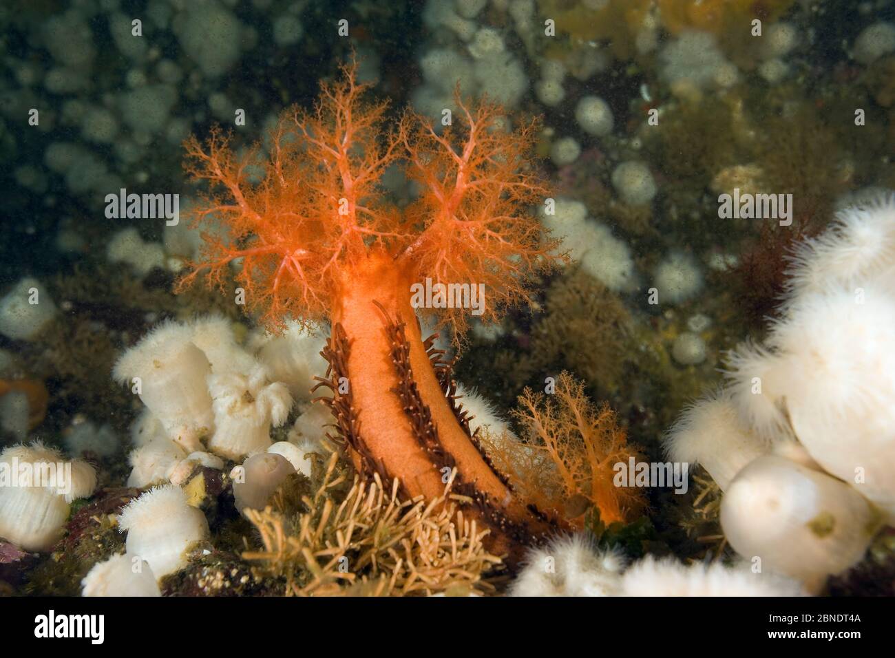 Orange sea cucumber (Cucumaria miniata) and anemone, (Metridium senile) Vancouver Island, British Columbia, Canada, Pacific Ocean Stock Photo
