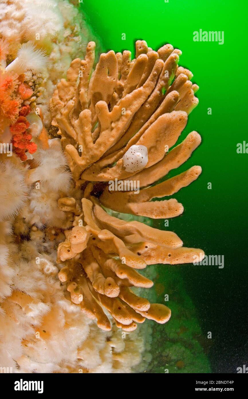 Finger sponge (Isodictya quatsinoensis)  Vancouver Island, British Columbia, Canada, Pacific Ocean Stock Photo
